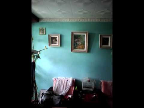 dracucentralist .[nicusor dracosu]