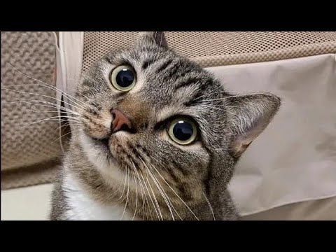 Beautiful Cats enjoying and dancing on every beat of music