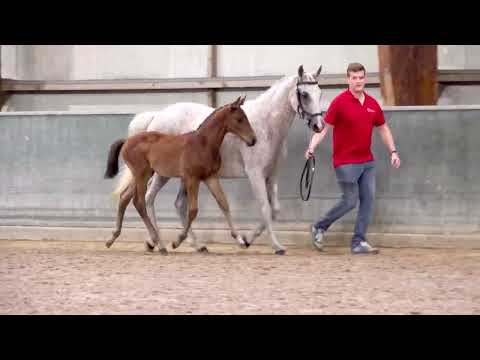 CASTOR V/H VOORDE VELDEKEN