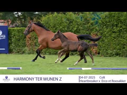 HARMONY TER WIJNEN Z