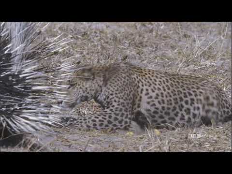 ヒョウ対ヤマアラシ｜ネイチャーズ・グレート・イベント｜BBCアメリカ (Prickly Prey: Leopard Vs. Porcupine | Nature's Great Events | BBC America)