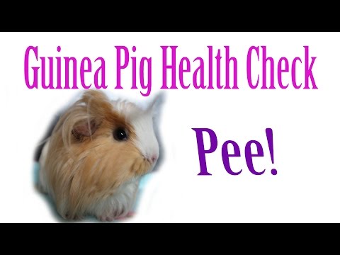 YouTube video about: Why is my guinea pigs pee white?