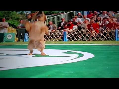 Garfield vs the dogs