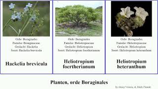 Planten, orde Boraginales vergeet-mij-nietje parelzaad plants alpina giganteum retusa prostata Ruw