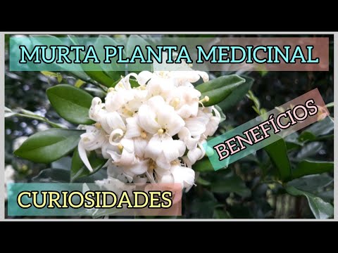 MURTA PLANTA MEDICINAL VEJA SEUS BENEFÍCIOS E CURIOSIDADES #medicinal #benefícios #curiosidades