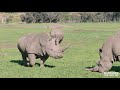 Deluxe Safari Adventure