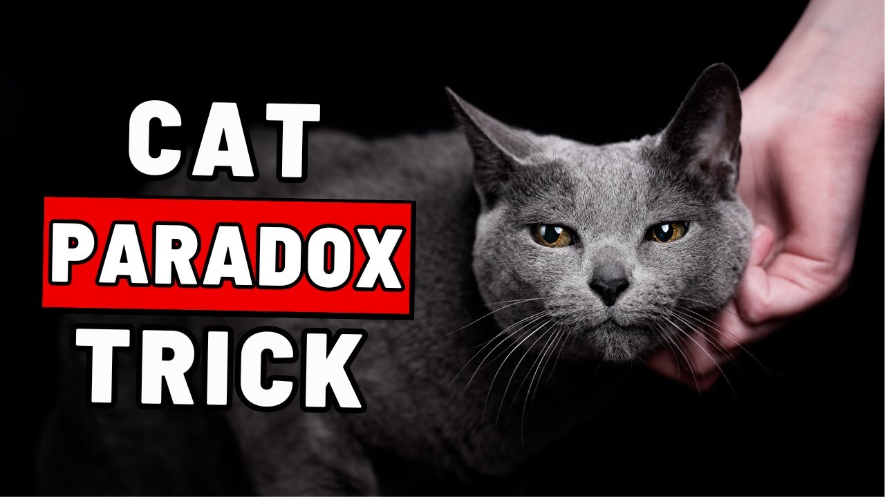 9 Tips To Gain Your Cat's Trust (Powerful Cat Psychology)