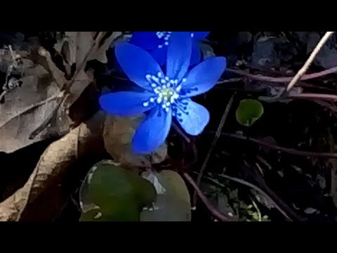 Erba trinità (Hepatica nobilis) medicinal plant,medicinal herb,plante médicinale,Heilkraut