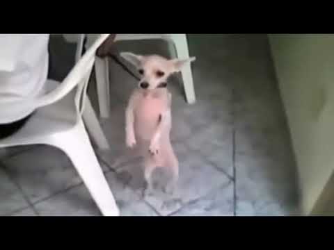 The Dog dancing Samba