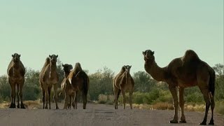 Bench Mark 344 to Telfer, Great Sandy Desert, Western Australia