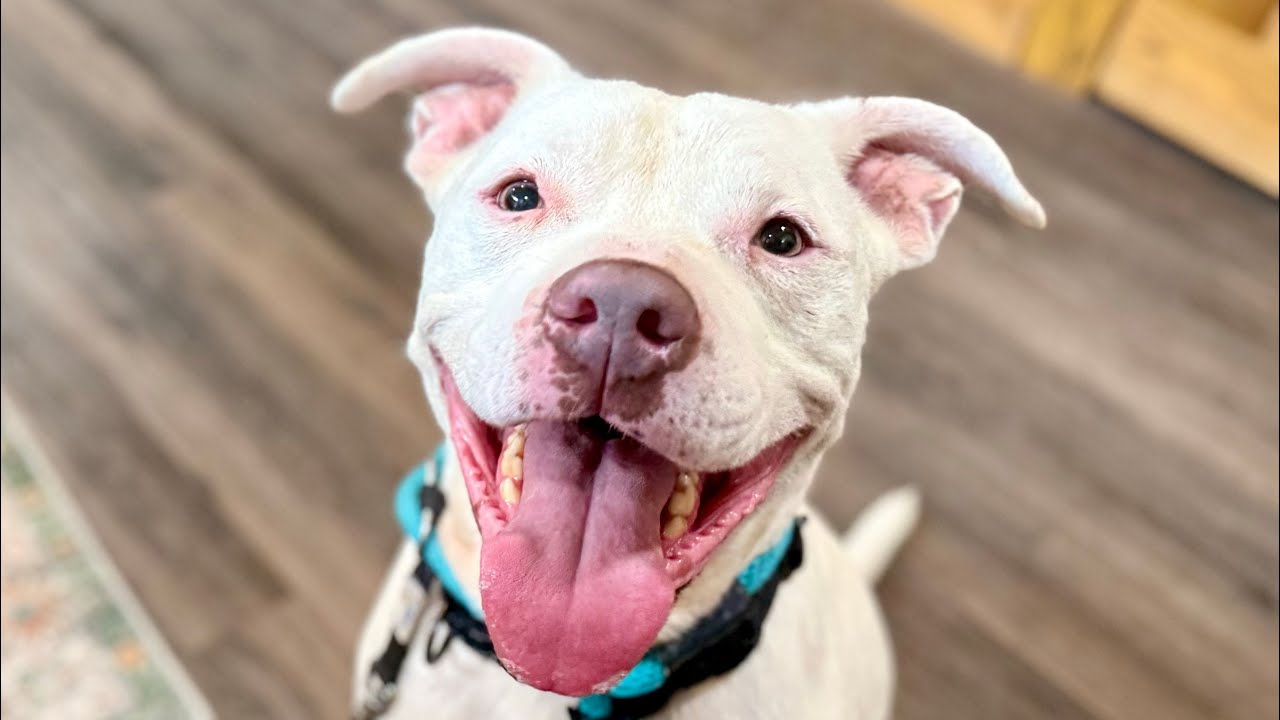 Enlarge Nate Smiles the Sunshine Pup, a Adoptable mixed breed in Blaine, WA video 2/6