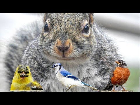Birds Entertaining Cats - Feline Extravaganza!! LEAVE ON FOR THE PETS March 26, 2019