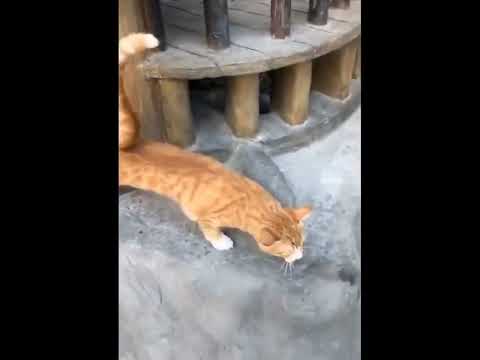 funniest animal videos of 2022 - funny golden retriever dogs and cutest golden puppies  V.18355 #fu