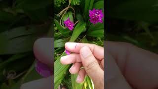 squeezing or crushing purple orchids flower 👌👌👌👌👌👌👌👌 👌👌👌😠😠😠😠😠😠😠😠😠 #shorts #flower #satisfying #crush