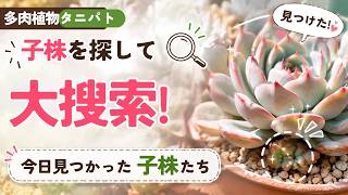 【多肉植物】【タニパト】子株を探して大捜索!今日見つかった多肉たち【韓国タニラー】