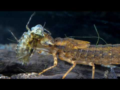 Hawker larva capturing a Sympetrum (Libelulidae) larva/Acsalárva szitakötő lárvát zsákmányol