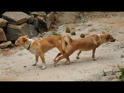 New dog meeting with another dog | dog mating season