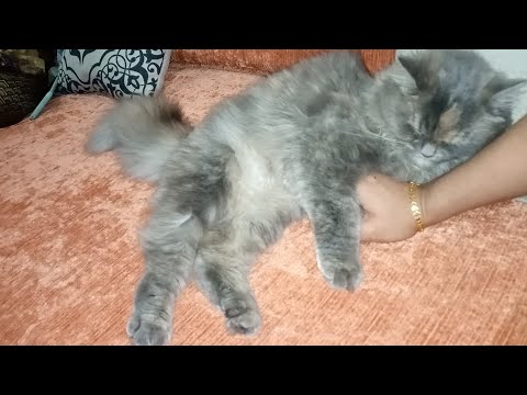 My cat sleeping time