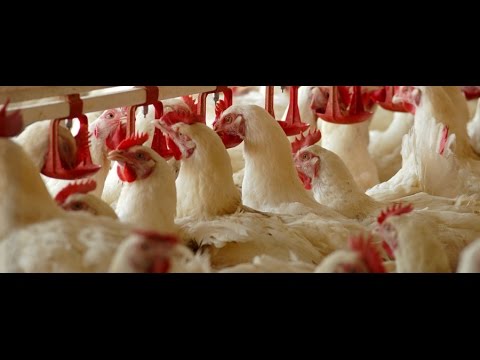 Farma pilića | Znanje na poklon | Matijević