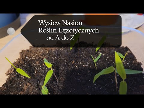 Sowing seeds from A to Z (bananas, bamboos, cordylines) #bananas#bamboo#plants#25