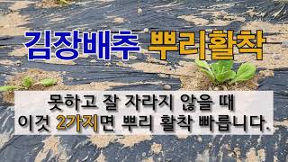 김장 배추 뿌리 활착 못하고 잘 자라지 않을 때 이것 2가지면 뿌리 활착 빠르고 잘 자랍니다. #주말농장 #…