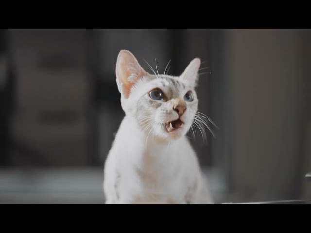 Video Teaser für 🌟Introducing the Glacier Ultrafiltration Stainless Steel Pet Water Fountain💦