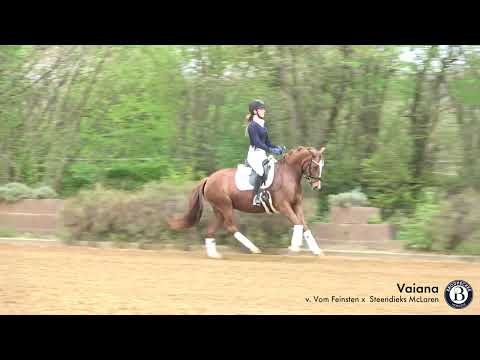 Vaiana (RP) - Stute - 2018 geboren (Vom Feinsten x Steendieks McLaren)