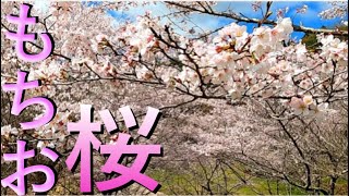 【高画質】都城の母智丘公園の桜がきれいすぎてヤバい！！！