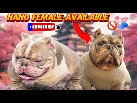 YaYa is in HEAT🔥,who’s trying to upgrade there breeding program??