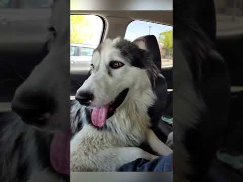 Morgan, an adopted Alaskan Malamute & Australian Shepherd Mix in Rancho Cucamonga, CA_image-1