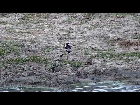 Djuma: Blacksmith Lapwing parent and chick - 16:31 - 11/26/2022