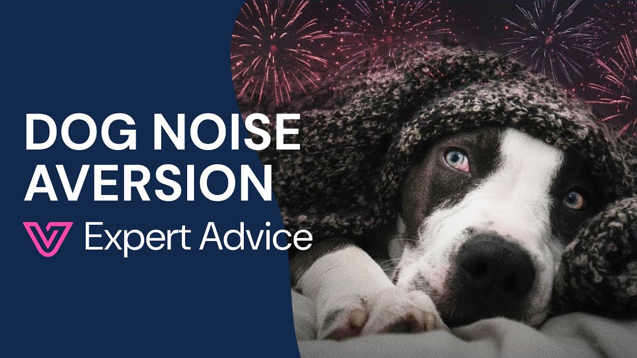 Gestion de l'Anxiété des Animaux Domestiques Face aux Détonations Pyrotechniques