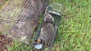 My Capture: Now on to the preserve for release.