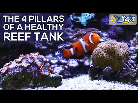 TOP 4 TIPS for a Healthy Saltwater Reef Tank Aquarium | Color Up Your Corals with Marine Depot