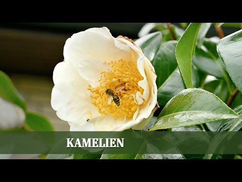 Geheimnisse der Kamelien: Schönheit, Geschichte und Pflege