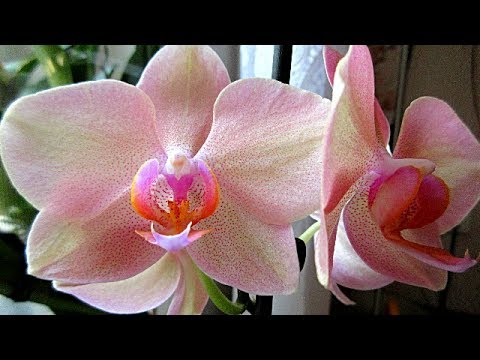 , title : 'Орхидея в воде. Домашняя красавица Легато 👍😊👋 Orchid home beauty Legato'