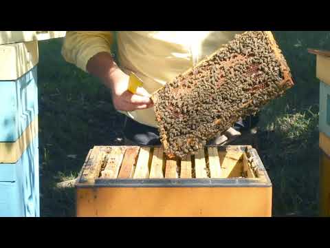 ABC pasieki cz. 13 - przegląd, 2 tygodnie po zakończeniu izolacji matki