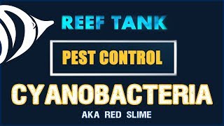 RED SLIME!!! - Reef Tank Pest Control #3: How to Get Rid of Cyanobacteria