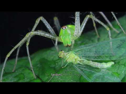All About Spiders 🕷️ | Your Ultimate Guide to Spiders & Their Habits #Spiders #Nature