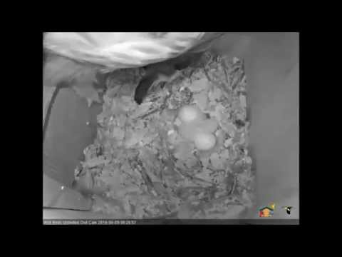 Blue Jay Prey Brought to the Nest