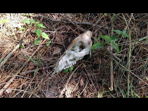 ehemalige Munitionsanstalt bei Schwanheide ?