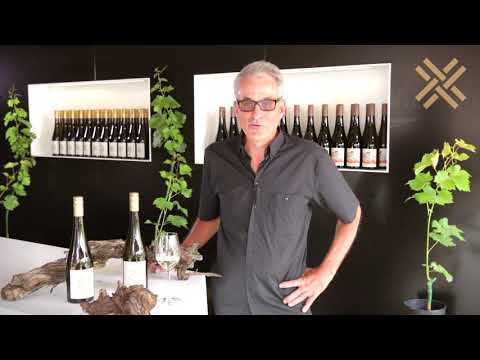 Wie alt werden Reben? Unsere Riesling-Reben sind über 50 Jahre alt