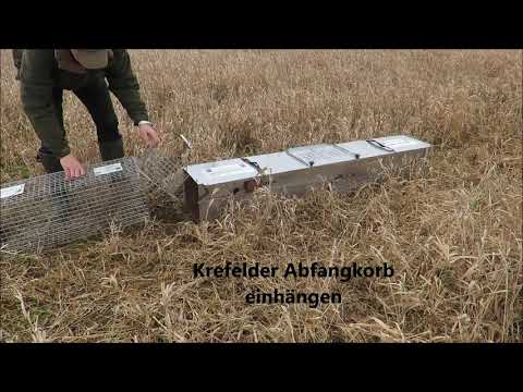 Krefelder Kastenfalle