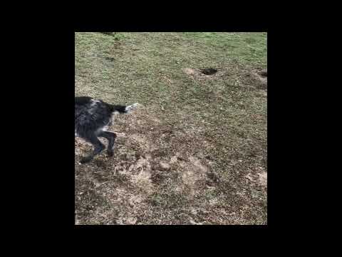 Training Jachthondenpup - De zitfluit