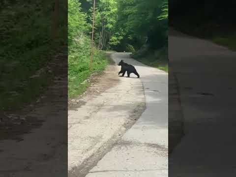 Urs Valea Fenesului - Zlatna - 23 mai 2021