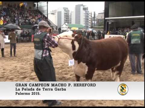 29-07-15 - Gran Campeon Macho Hereford - Palermo 2015.