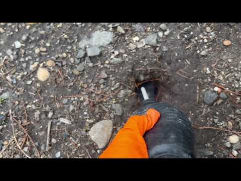 Multiple Rat Burrows Located Across Landscape in Highland Park, NJ