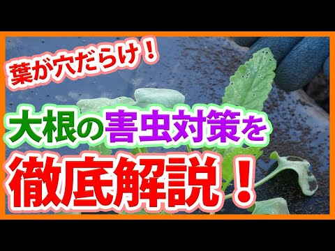 大根の葉に穴が開いているのはなぜですか ノミハムシ駆除剤の治療方法