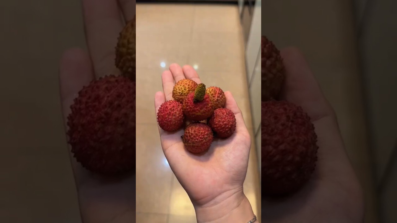 都说“一把荔枝三把火”煮熟的荔枝刚好恰恰相反，特别是这样配搭 #四神汤 #健康 #荔枝 #食疗小妙招 #健脾