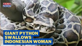 Body Of Missing Woman Found Inside 16-Foot Python 